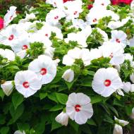 Саженец гибискуса травянистого Luna White в контейнере