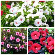 Комплект из 3-х саженцев различных травянистых гибискусов в контейнере