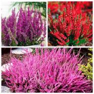 Комплект из 3-х саженцев вересков в контейнере