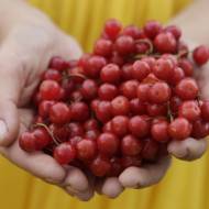 Саджанець Калина Великоплідна в контейнері