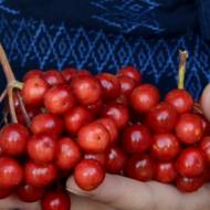 Саженец Калина Крупноплодная в контейнере