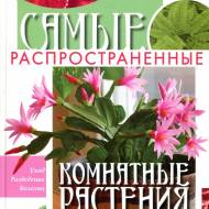 Самі розповсюджені кімнатні рослини