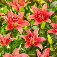 Лілія азіатська Double Lady (14/16)