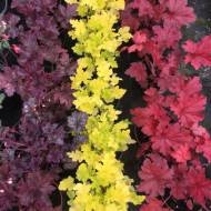 Мікс з 3-х саджанців Гейхер в контейнері