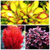 Комплект з 3-х саджанців барбарисів в контейнері