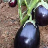 Баклажан Чемодан F1 за 8 нас.