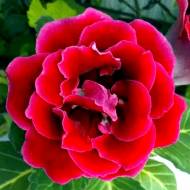 Глоксинія Брокард F1 червона за 5 нас.