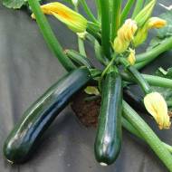 Кабачок Нефертіті за 2 г