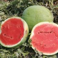 Кавун Бінго за 20 нас.