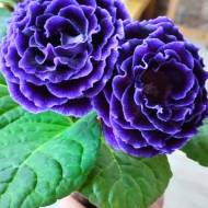 Глоксиния Брокард F1 синяя за 5 сем.