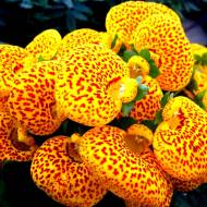 Кальцеолярия Данти F1 желтая с точкой за 5 сем.