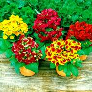 Кальцеолярия Данти F1 смесь за 5 сем.