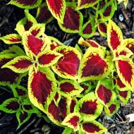 Колеус Визард Скарлет за 10 сем.