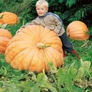 Тыква Атлантический гигант