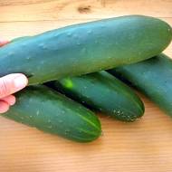 Огірок Обеліск F1 за 0,5 г