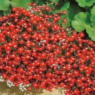 Лобелія ампельна Маркіза ред за 0,1 г