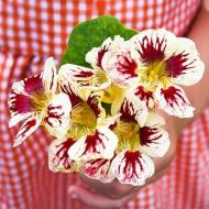 Настурція Полуниця з вершками