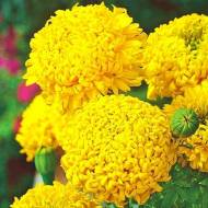 Чорнобривці Золоті куполи за 0,2 г