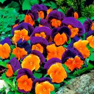 Віола Помаранчевий Сапфір за 0,1 г