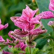 Сальвія Клариса за 0,2 г