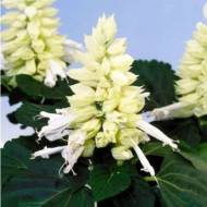 Сальвія Редді Біла за 10 нас.