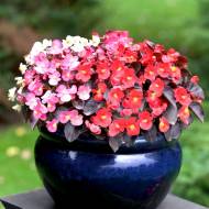 Бегонія Найтлайф F1 суміш за 5 нас.