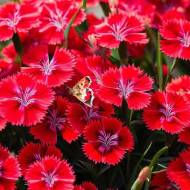 Гвоздика трав'янка Діамант за 0,2 г