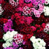 Гвоздика Флорал Лейс F1 Міх за 5 нас.