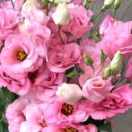 Еустома АВС F1 Misty Pink за 5 нас.