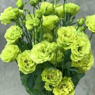 Еустома АВС F1 Green за 5 нас.