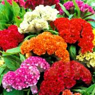 Целозія Гребінчаста Кораловий Сад за 0,3 г