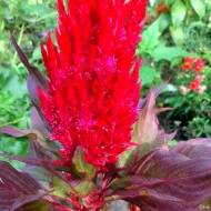 Целозія Периста Нью Лук Red за 10 нас.