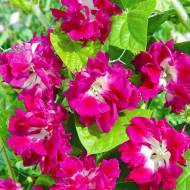 Ипомея Серенада за 5 сем.