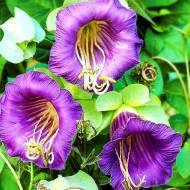 Кобея Кафедральные колокола за 0,3 г