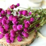 Гомфрена Пурпурная за 30 сем.