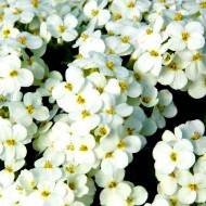 Арабис Литтл Треже White за 10 сем.