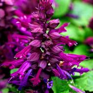 Сальвия Редди Пурпурная за 10 сем.