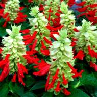 Сальвия Редди Белый сюрприз за 10 сем.