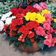 Бегония Нонстоп Смесь F1 за 5 сем.