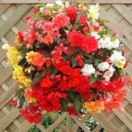 Бегония Иллюминейшен F1 Мix за 5 сем.