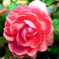 Бегония Иллюминейшен F1 Salmon Pink за 5 сем.