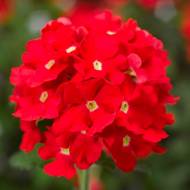 Вербена гибридная Крупноцветковая красная за 0,1 г