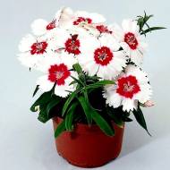 Гвоздика Диана F1 White Red Eye за 5 сем.