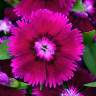 Гвоздика Флорал Лейс F1 Рurple за 5 сем.