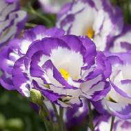 Эустома АВС F1 Blue Rim за 5 сем.