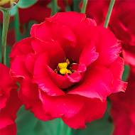 Эустома Мариачи F1 Сarmine за 5 сем.