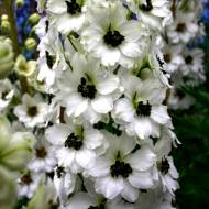 Дельфиниум Магический Фонтан White Dark Bee за 5 сем.