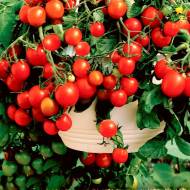 Томат Баяя за 0,1 г