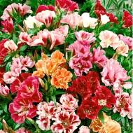 Годеція махрова суміш Азалія за 0,3 г