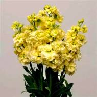 Левкой (Маттіола) Кетс жовтий за 10 нас.